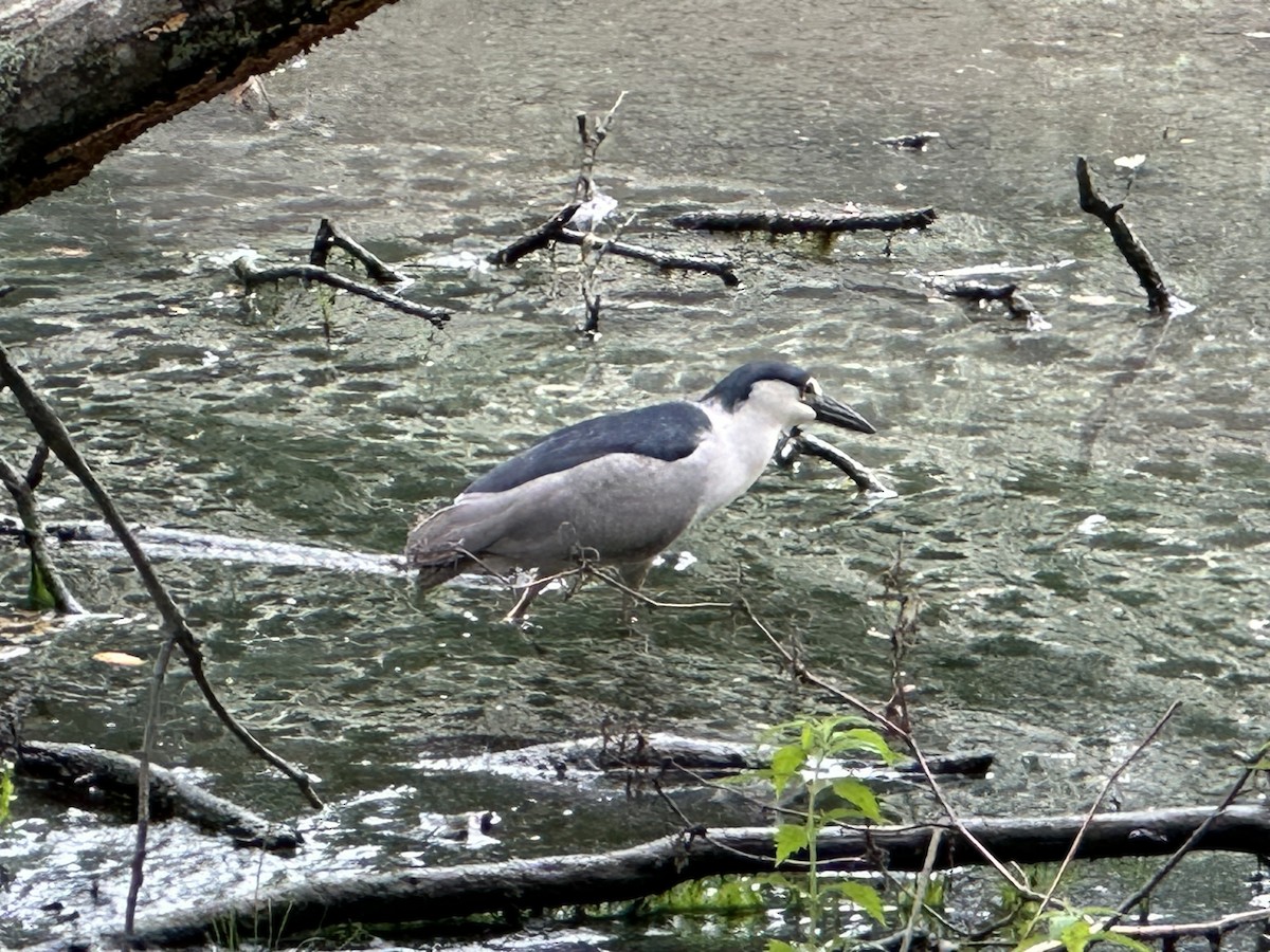 Black-crowned Night Heron - ML620426427