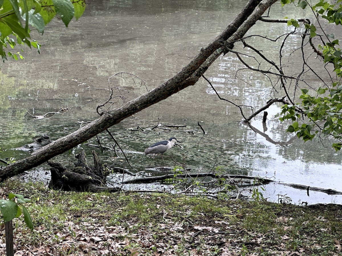 Black-crowned Night Heron - ML620426429