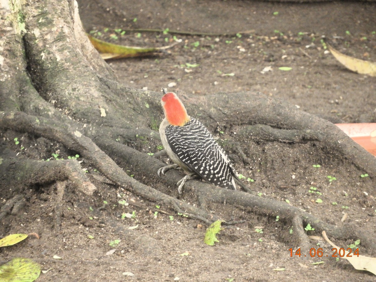 Golden-fronted Woodpecker - ML620426431