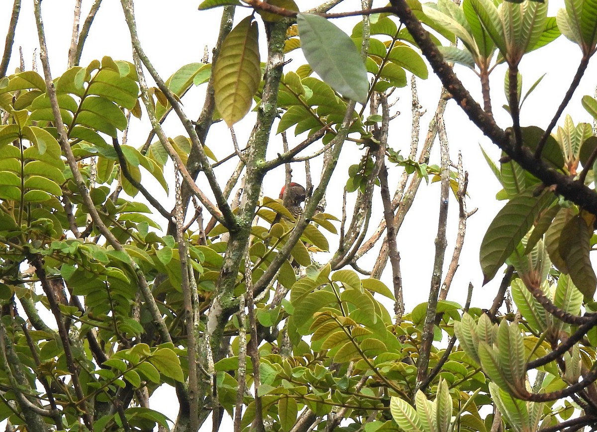 Golden-olive Woodpecker - ML620426435