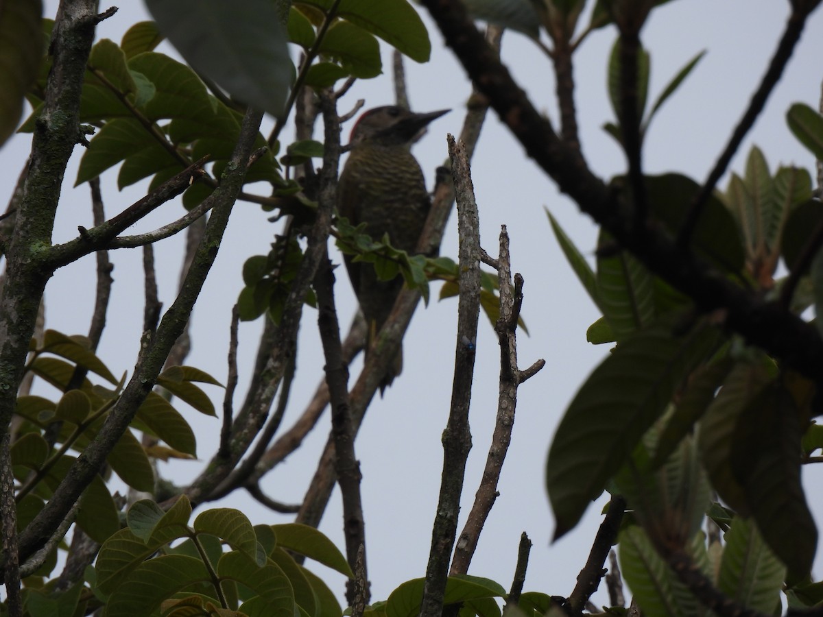 Golden-olive Woodpecker - ML620426436