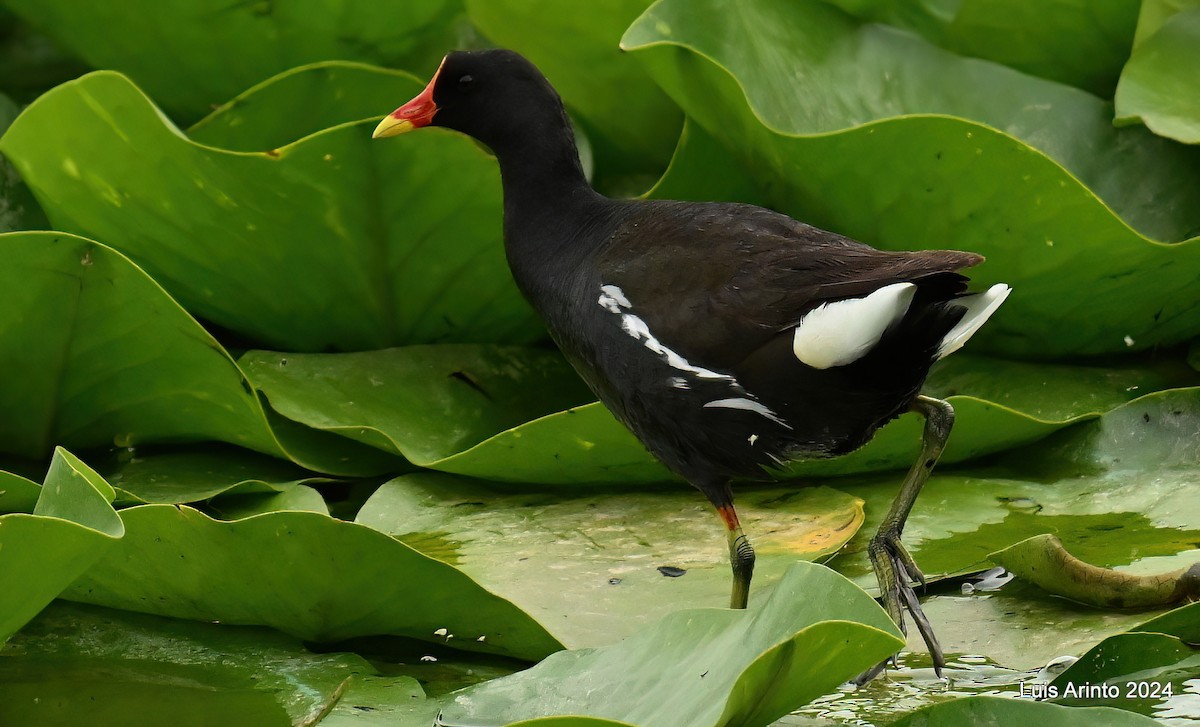 Gallinule poule-d'eau - ML620426438