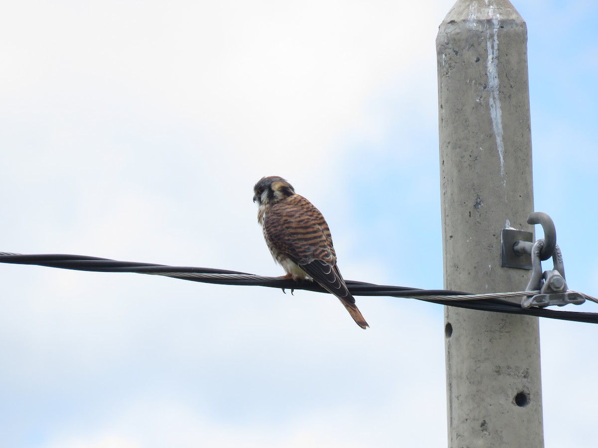 American Kestrel - ML620426439