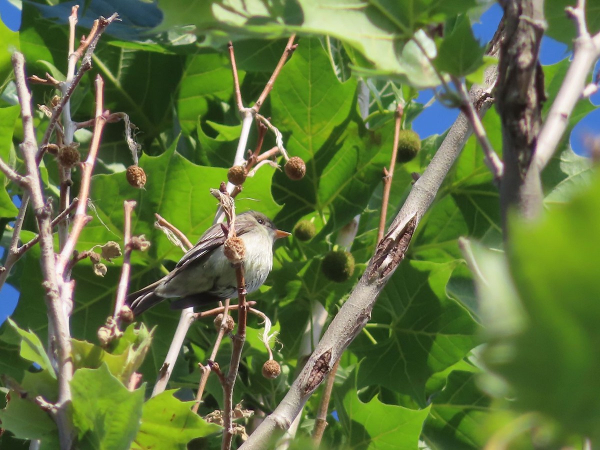 Eastern Wood-Pewee - ML620426441