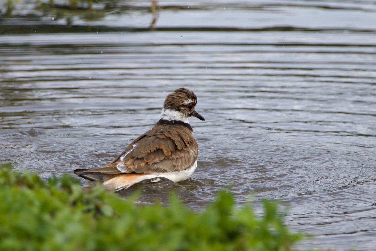 Killdeer - ML620426442