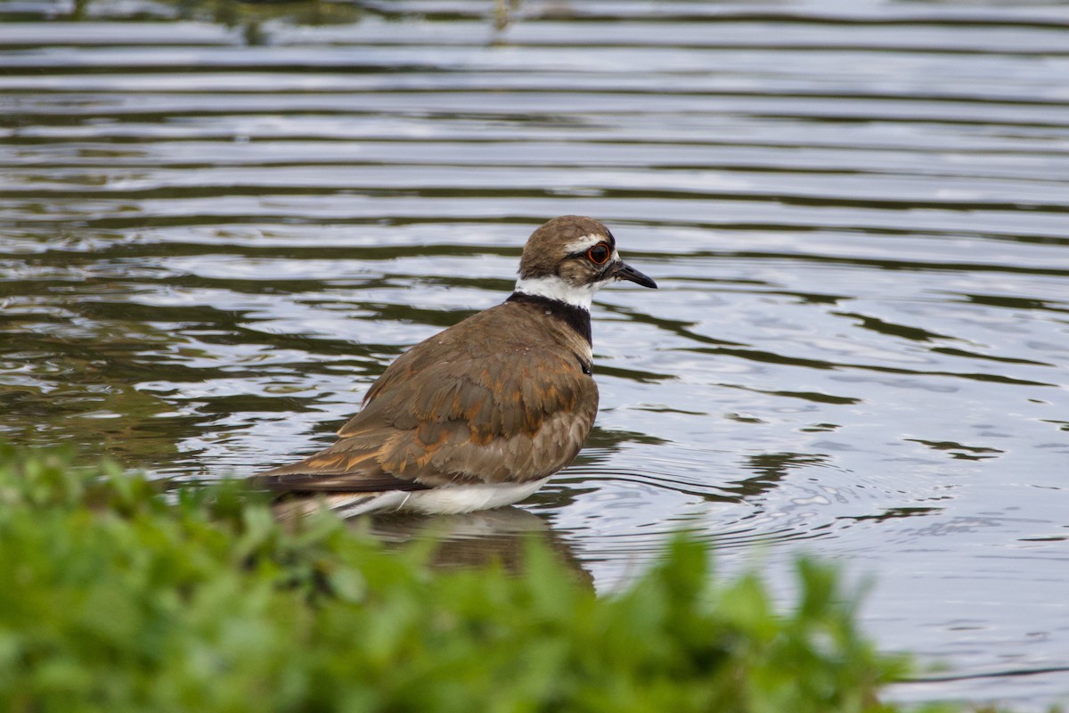 Killdeer - ML620426443