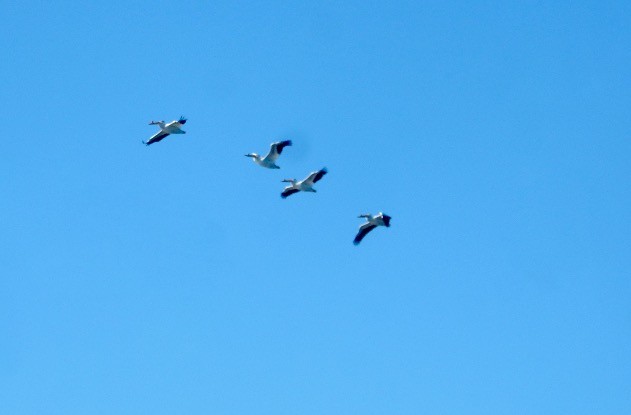 American White Pelican - ML620426444