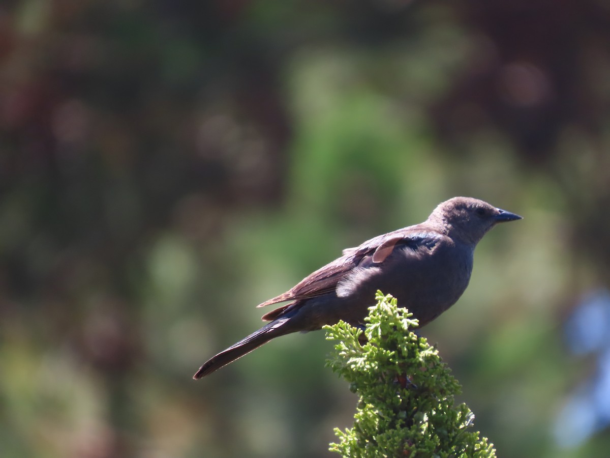 Brewer's Blackbird - ML620426446