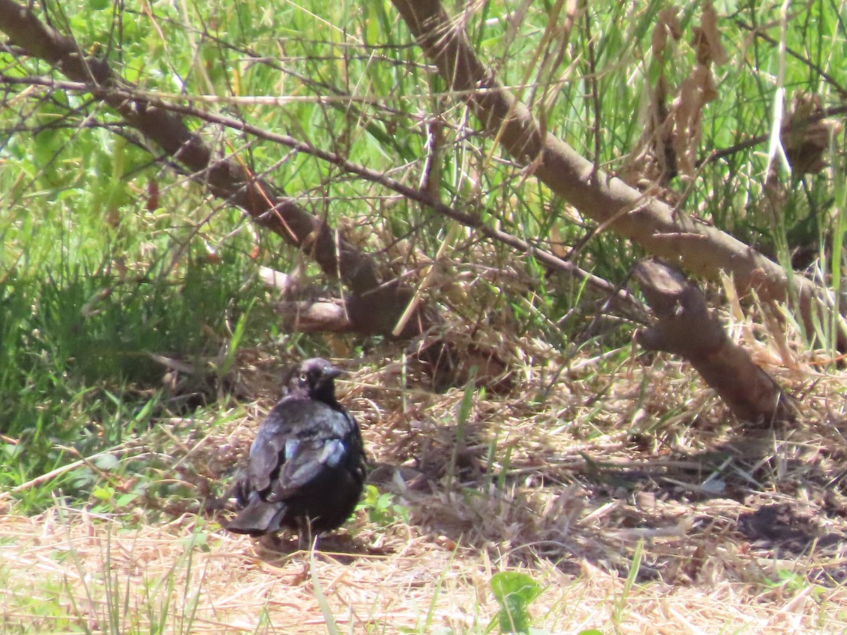 Brewer's Blackbird - ML620426447