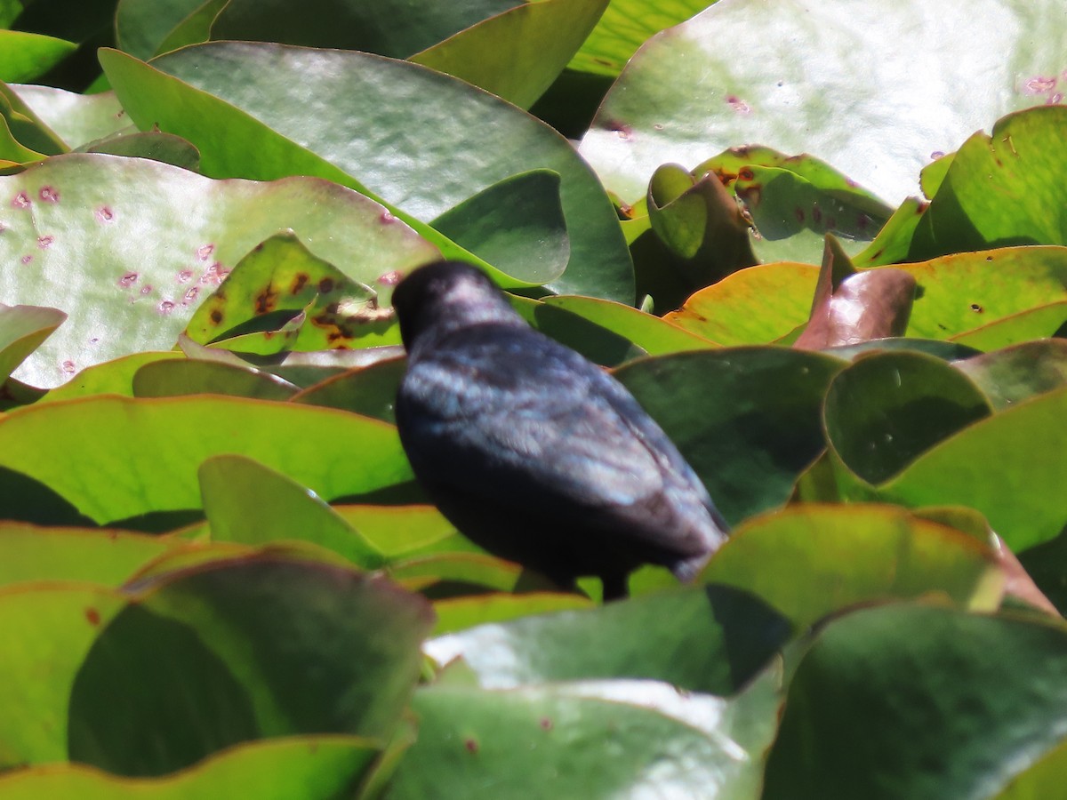 Brewer's Blackbird - ML620426448