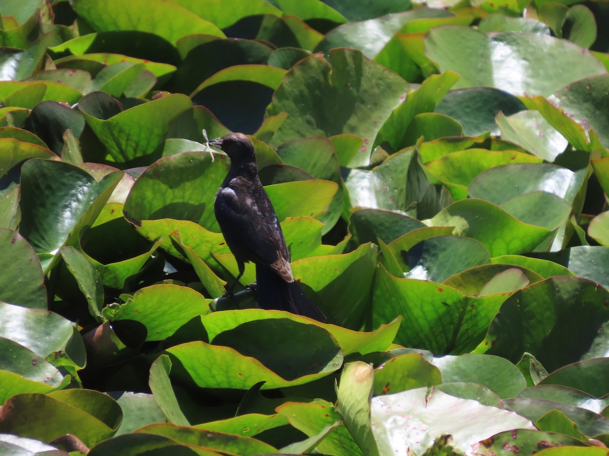 Brewer's Blackbird - ML620426449