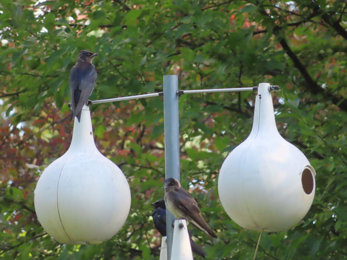 Purple Martin - ML620426454