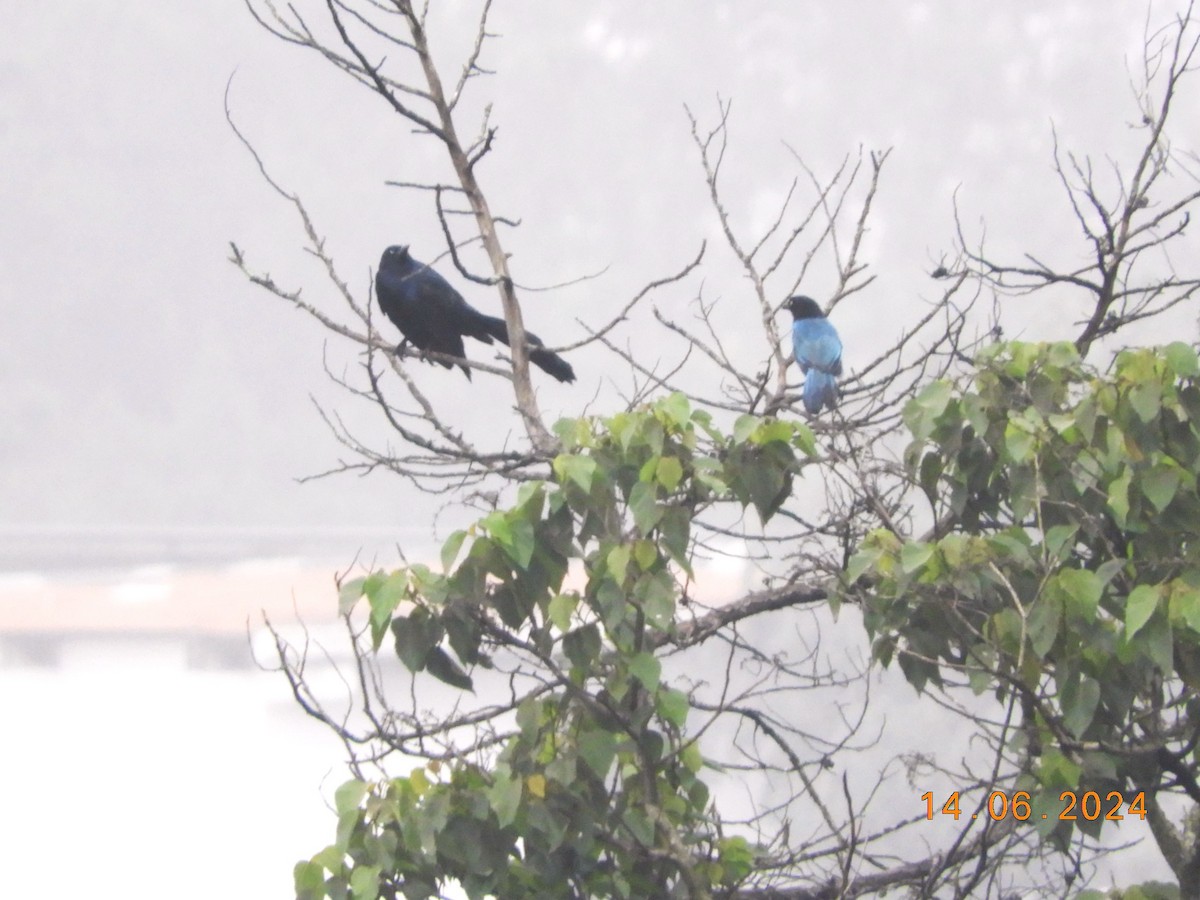 Bushy-crested Jay - ML620426455