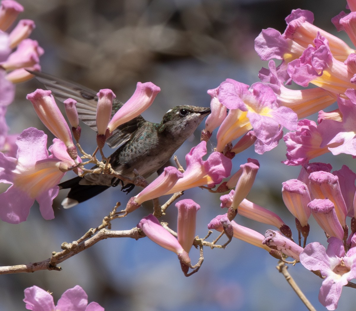 Blue-tufted Starthroat - ML620426461