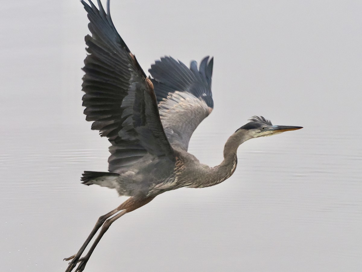 Great Blue Heron - ML620426464