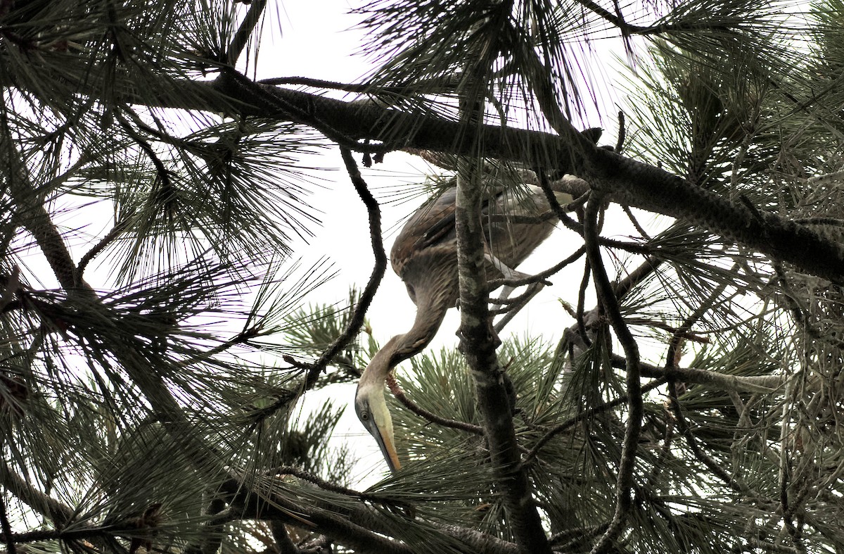 Great Blue Heron - ML620426467