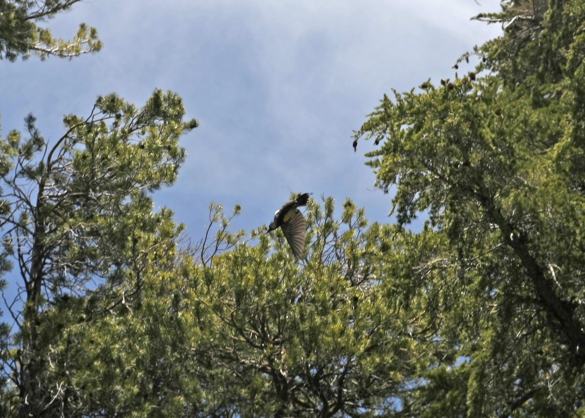 Williamson's Sapsucker - ML620426468