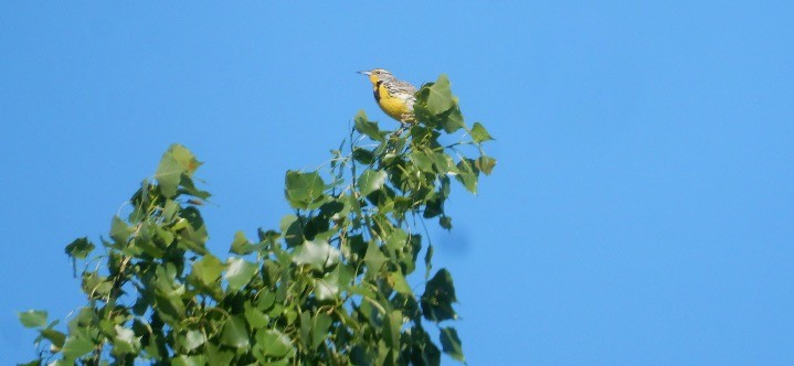 Western Meadowlark - ML620426472