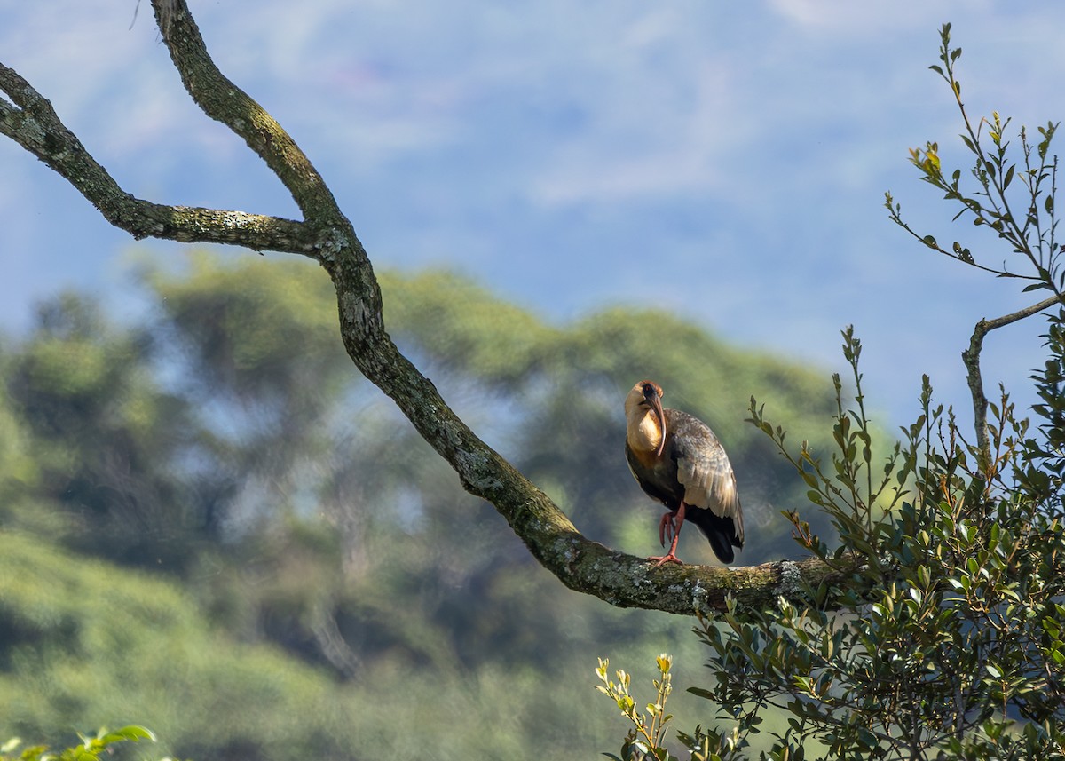 Buff-necked Ibis - ML620426474