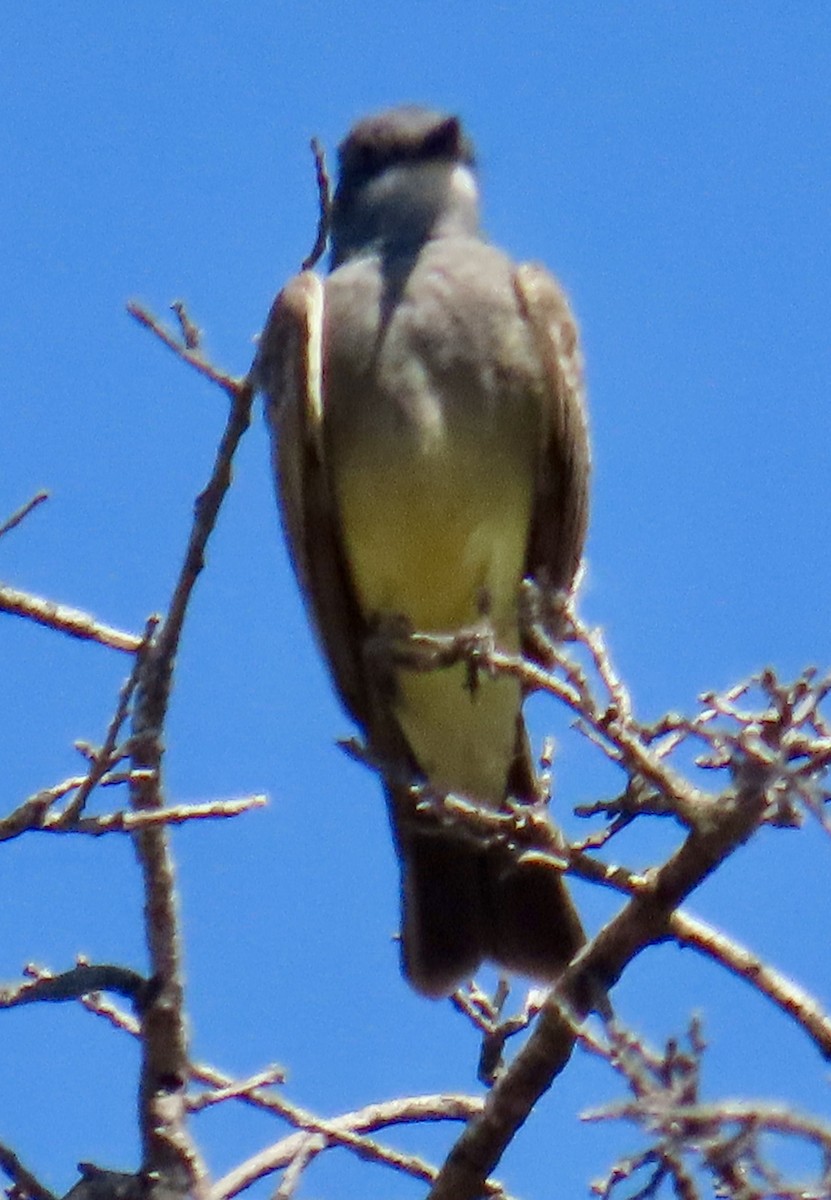 Cassin's Kingbird - ML620426477