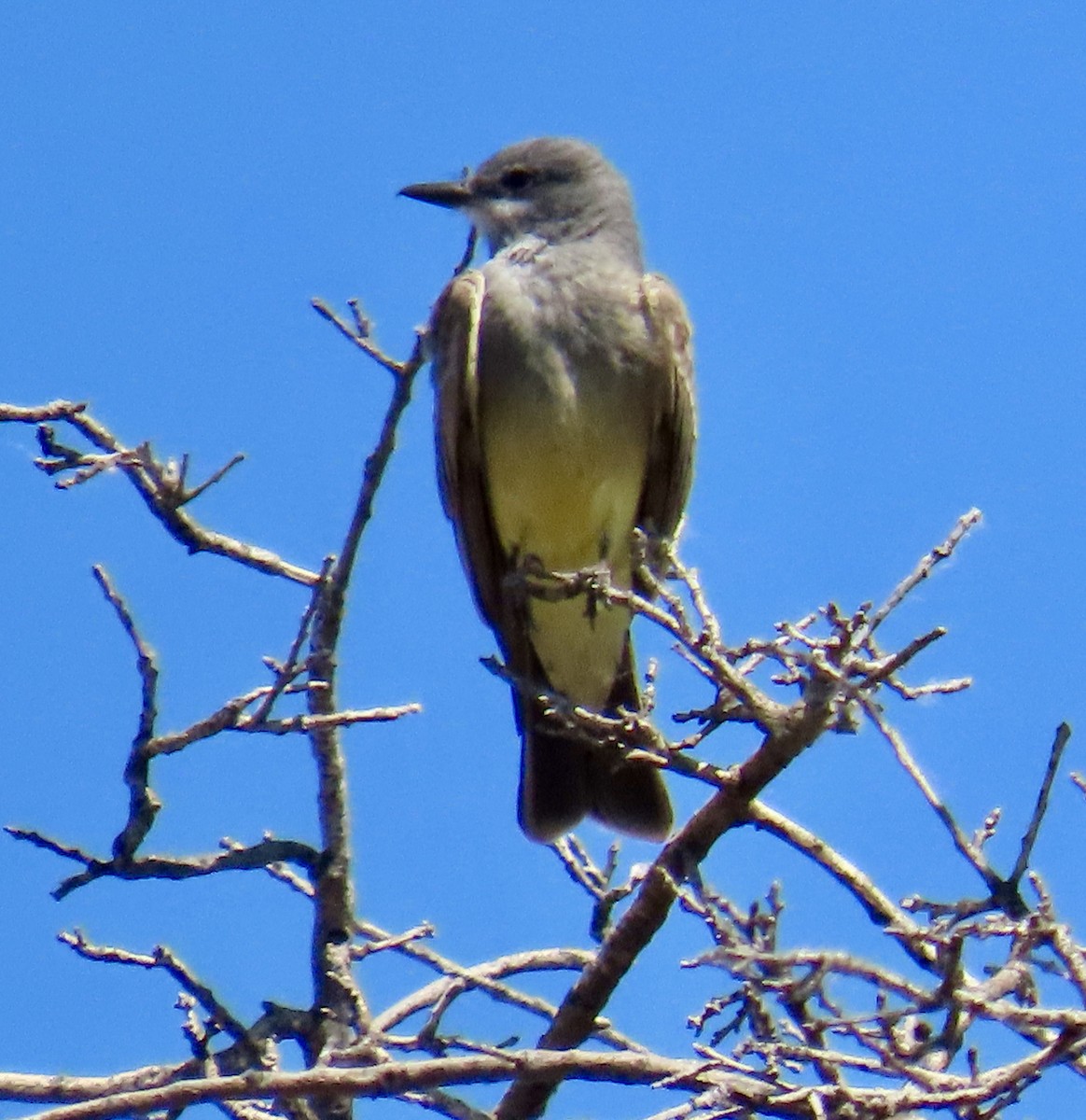 Cassin's Kingbird - ML620426479