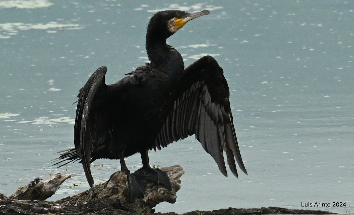 Great Cormorant - ML620426480