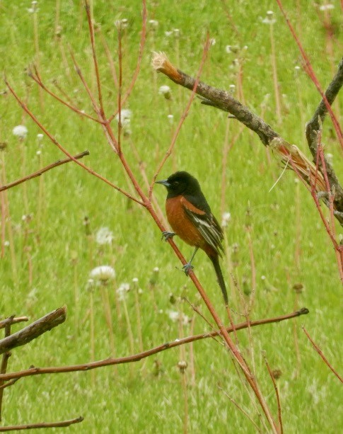 Orchard Oriole - ML620426482