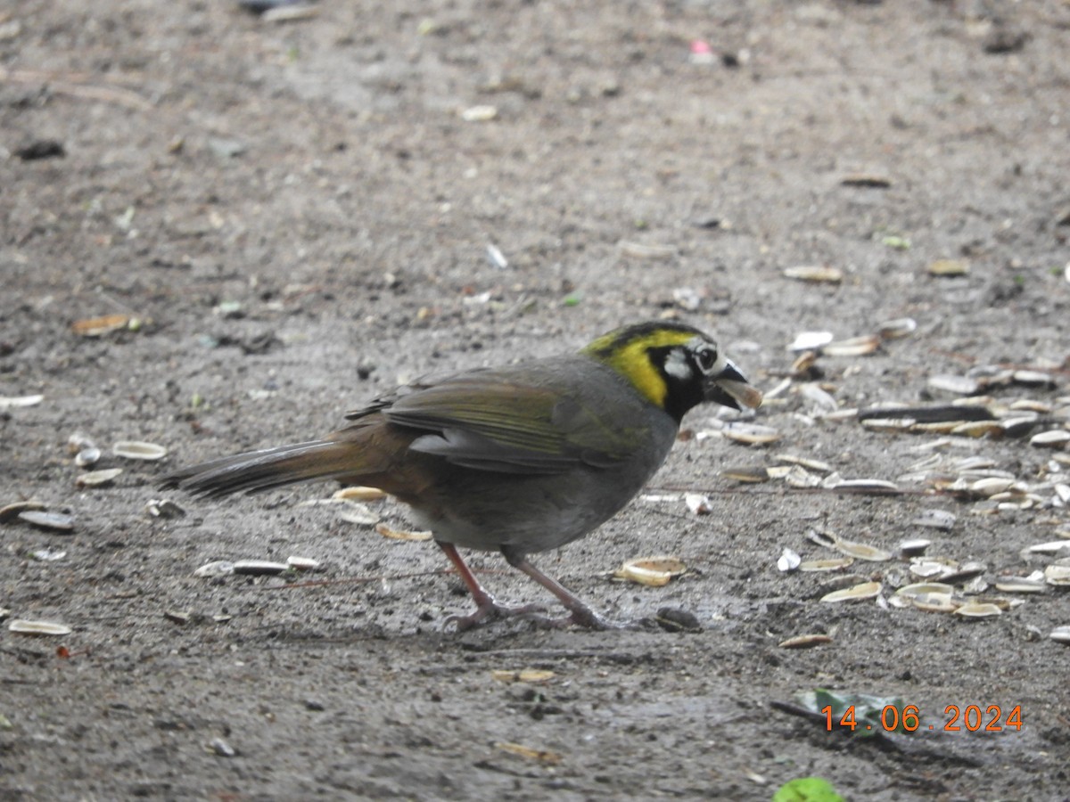 White-eared Ground-Sparrow - ML620426483