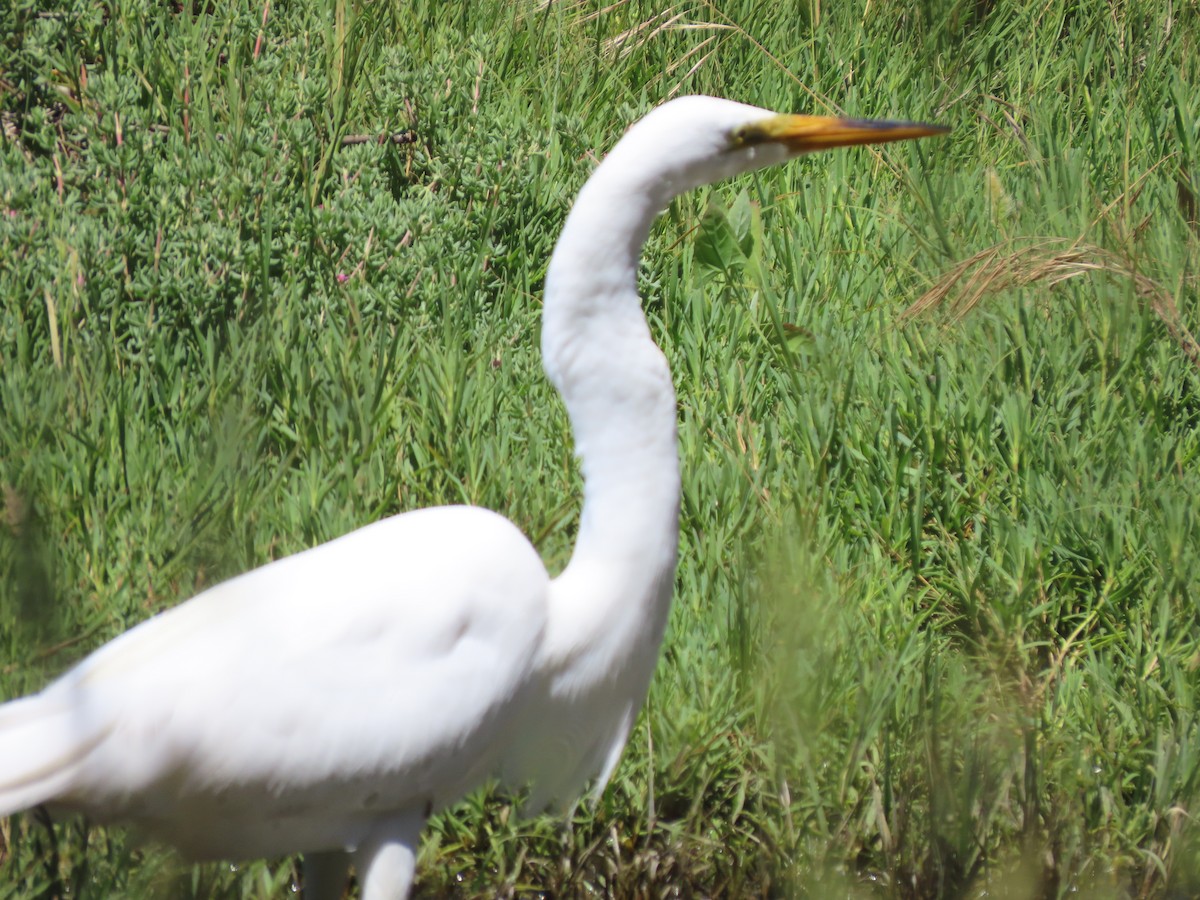 Great Egret - ML620426491