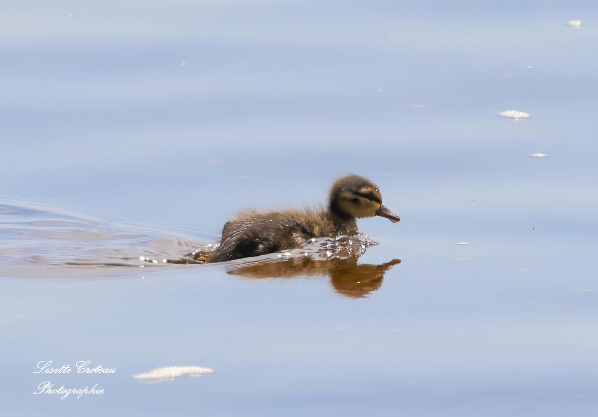 Canard colvert - ML620426496