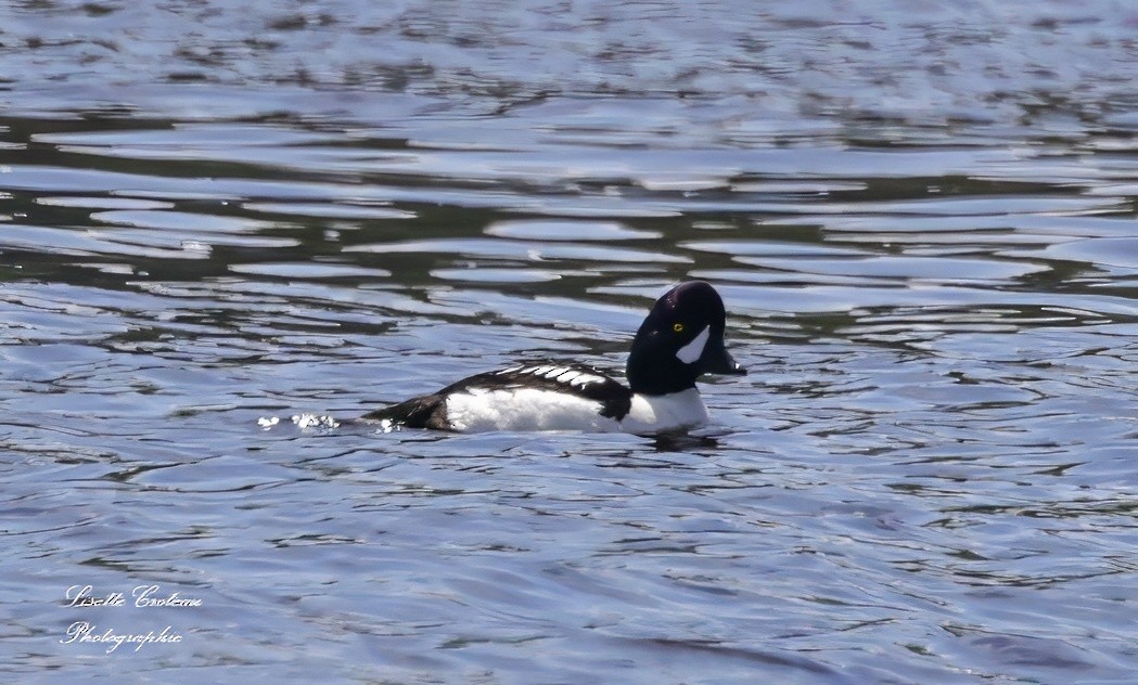 Barrow's Goldeneye - ML620426499