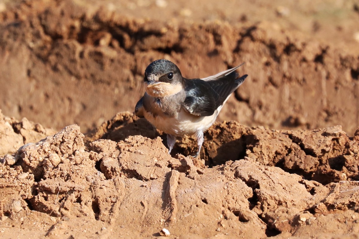 Barn Swallow - ML620426507