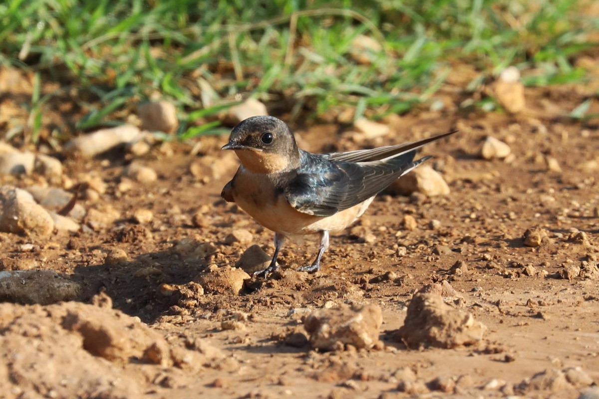 Barn Swallow - ML620426508