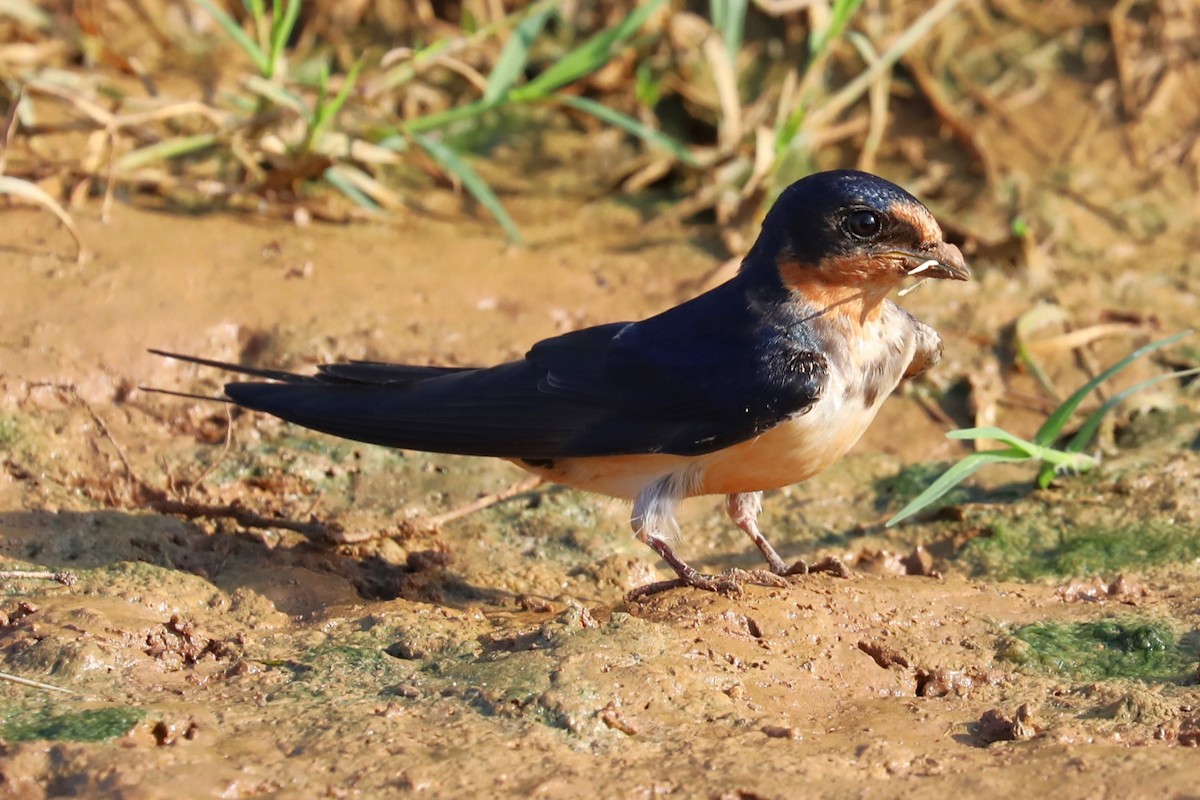 Barn Swallow - ML620426509