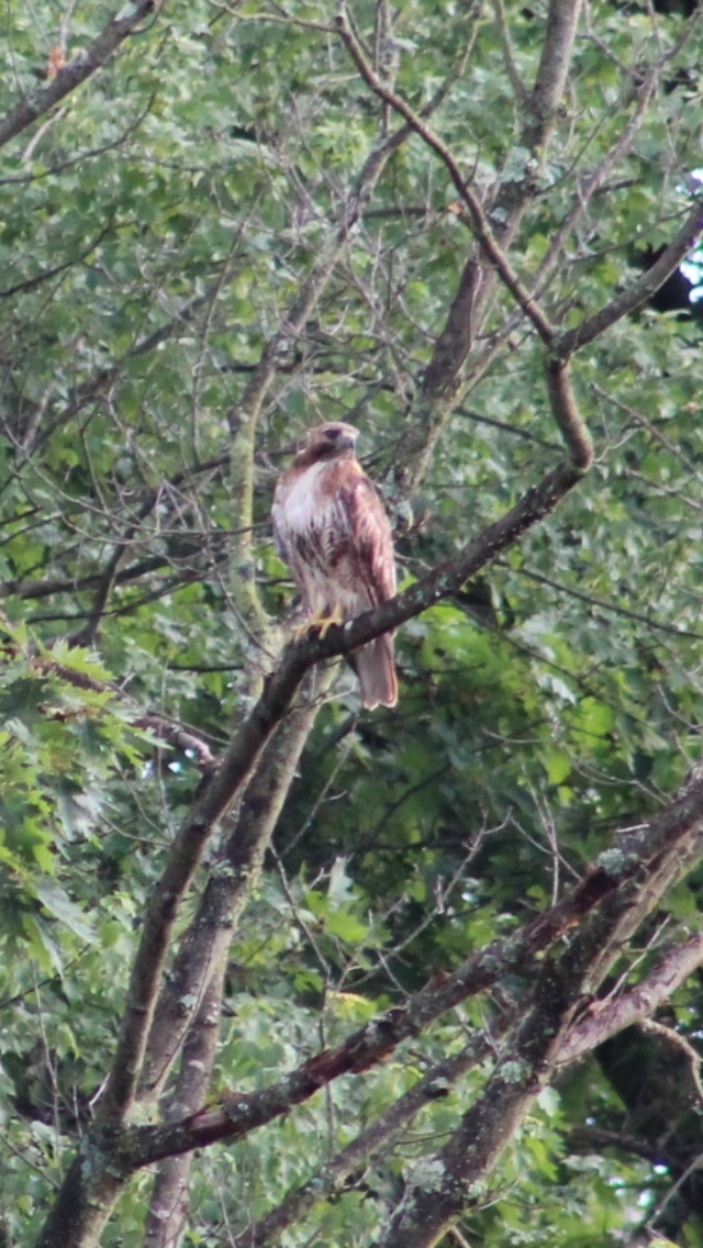 Red-tailed Hawk - ML620426515