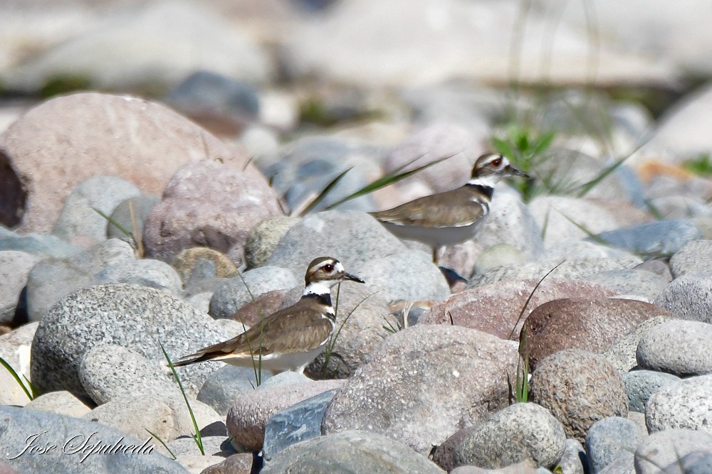 Killdeer - ML620426521