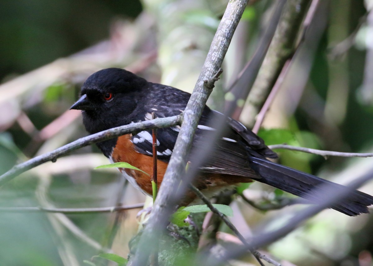 Spotted Towhee - ML620426532