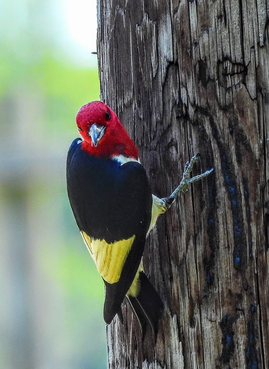 Red-headed Woodpecker - ML620426533