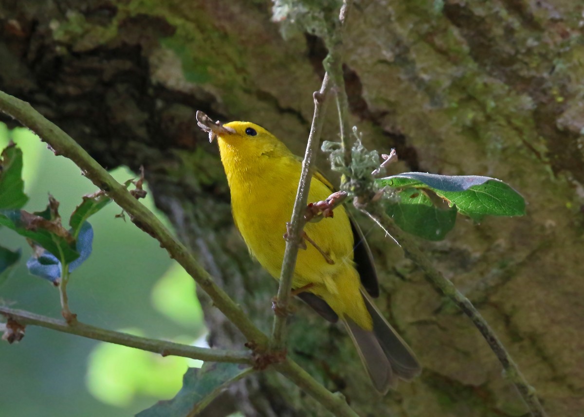 Wilson's Warbler - ML620426534