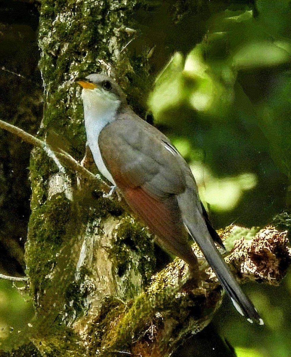 Yellow-billed Cuckoo - ML620426544