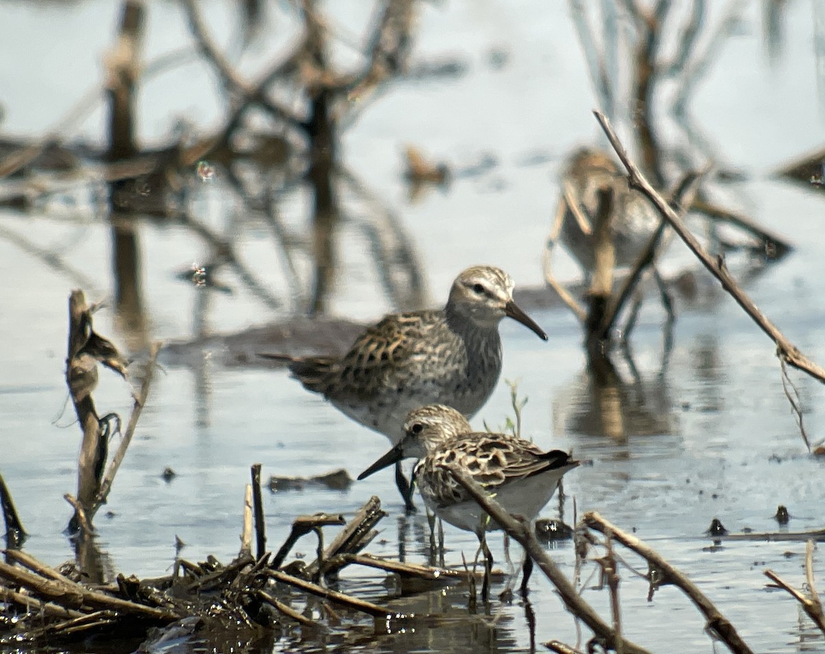 Semipalmated Sandpiper - ML620426546