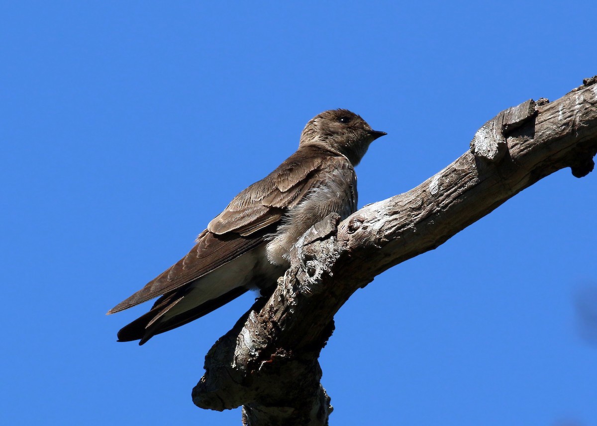 Northern Rough-winged Swallow - ML620426547