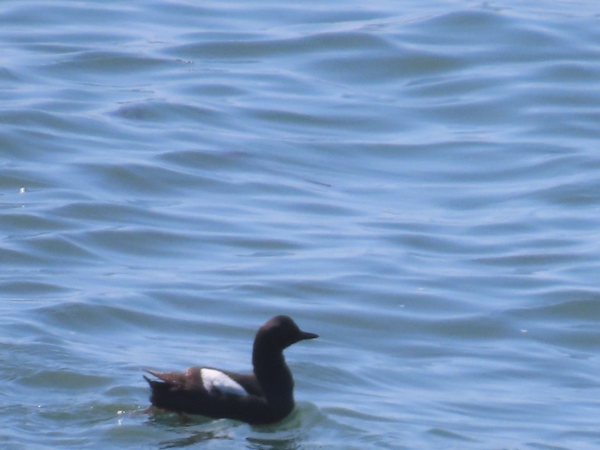 Pigeon Guillemot - ML620426551