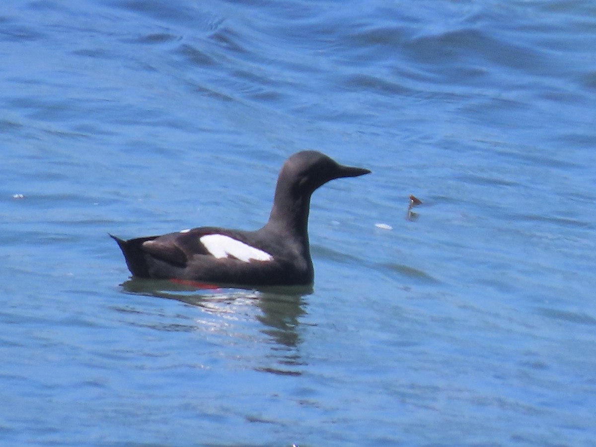 Pigeon Guillemot - ML620426552