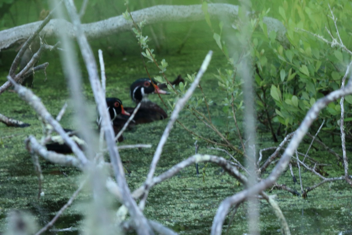 Wood Duck - ML620426558