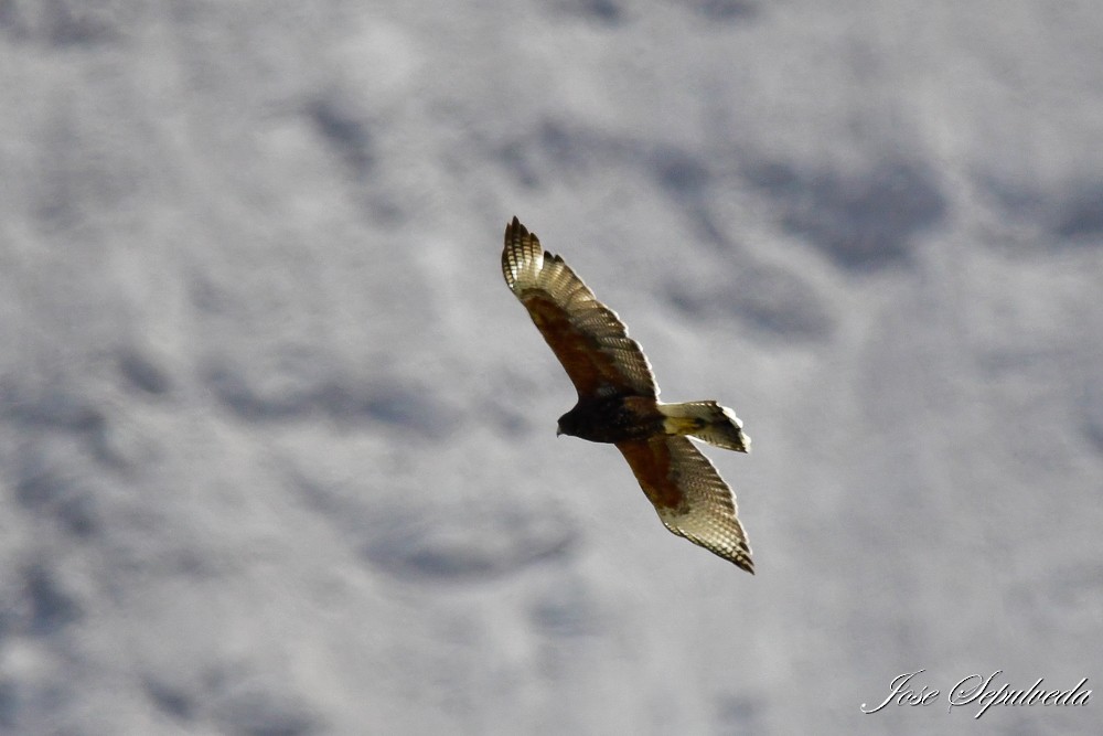 Harris's Hawk - ML620426559