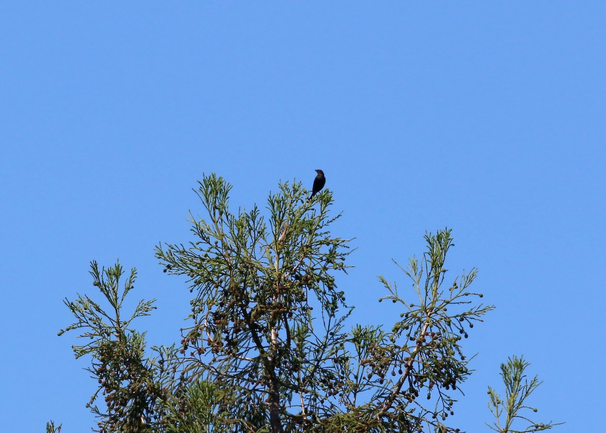 Brown-headed Cowbird - ML620426560