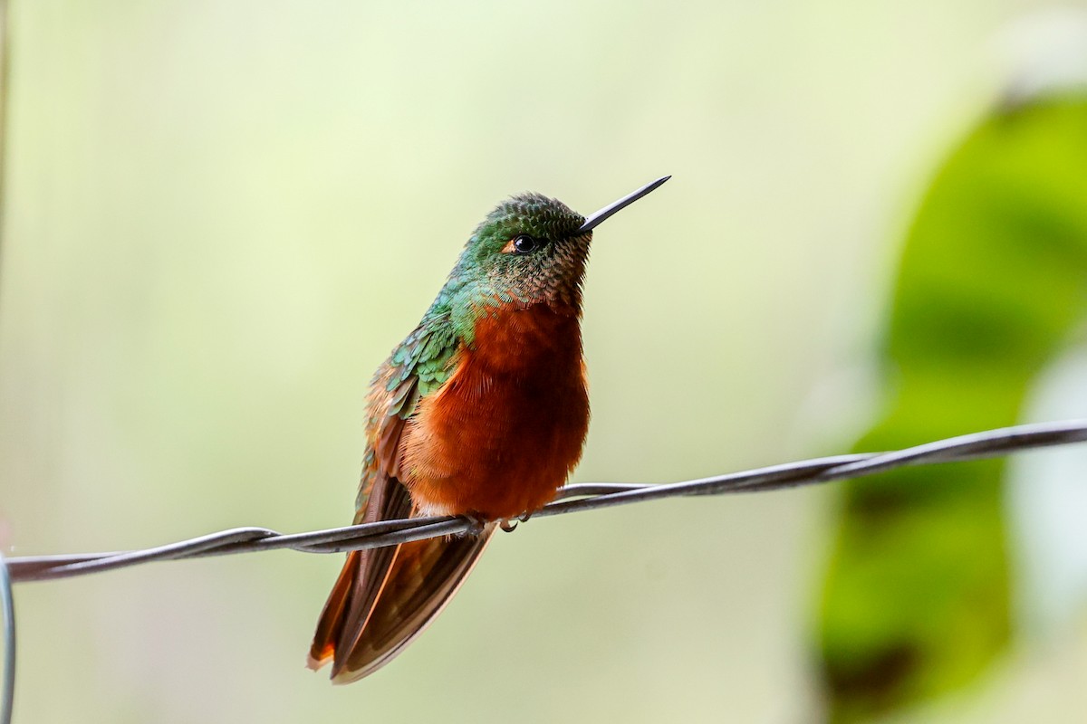 Colibrí Pechirrojo - ML620426561