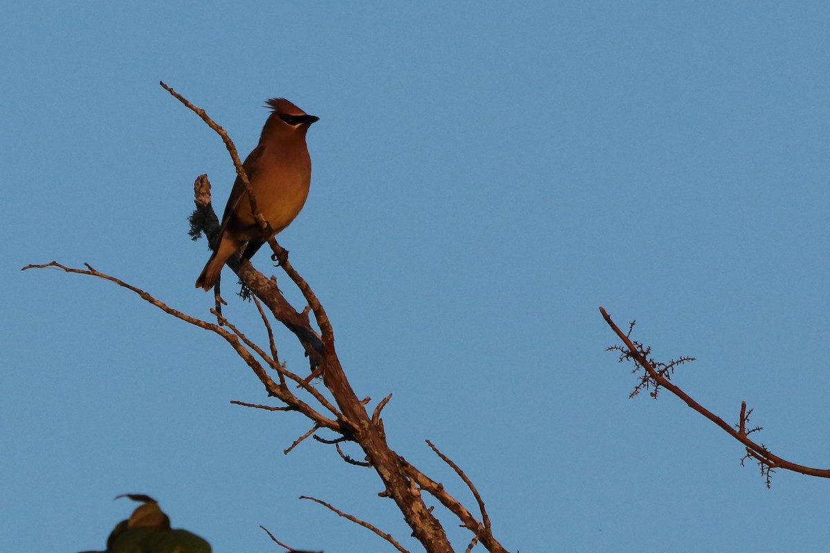 Cedar Waxwing - ML620426573