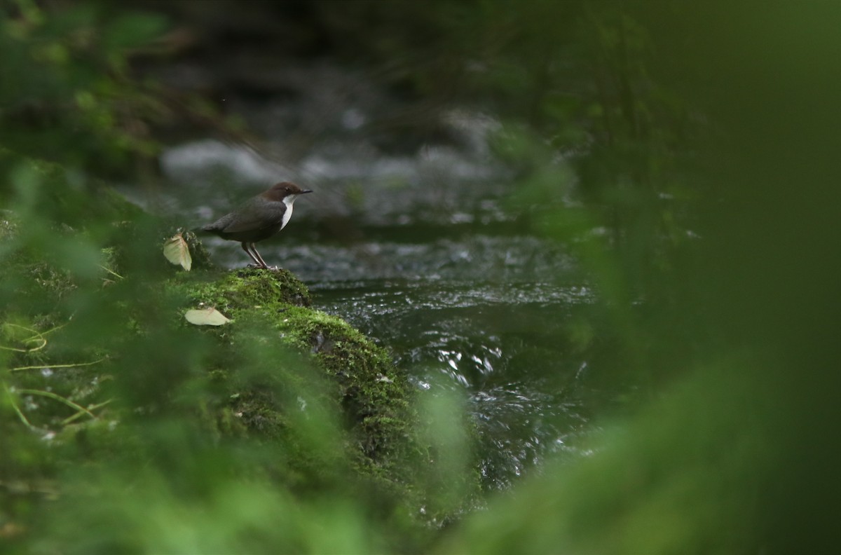 White-throated Dipper - ML620426575